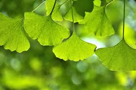 Ginkgo Biloba Supplements NZ