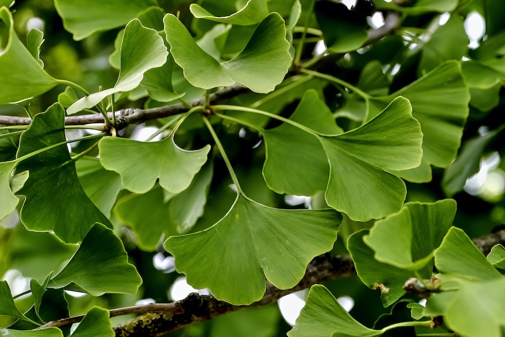 Ginkgo Biloba Supplements