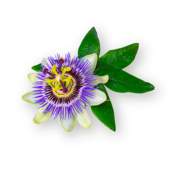 passionflower