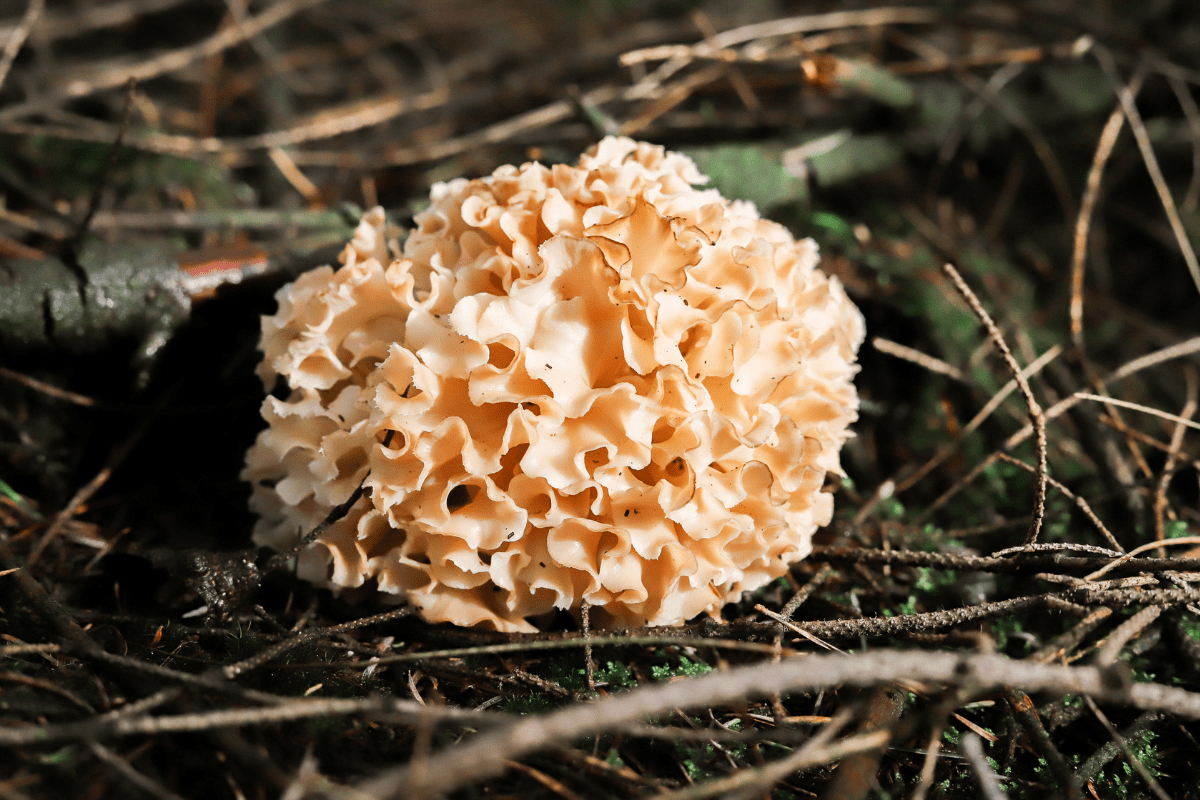 Cauliflower mushroom growing on a forest floor.
