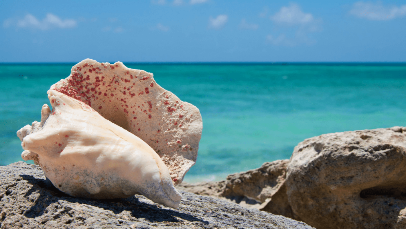 Conch shell resting on rocks by the sea.