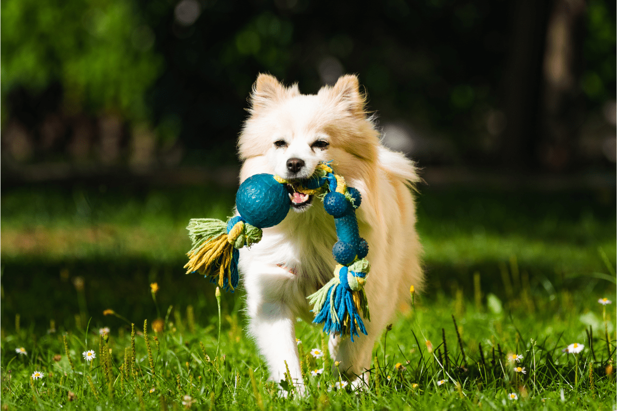 Fluffy dog playing outside with a rope toy in its mouth.