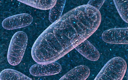 5 ways to boost Mitochondria to improve cell health and energy - simply nootropics