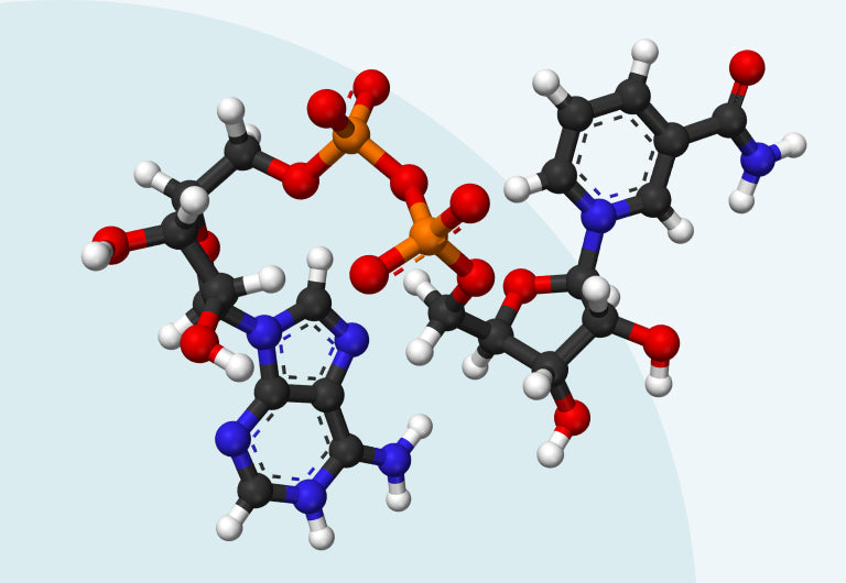 NAD+ biosynthesis through the nicotinamide and tryptophan pathways.